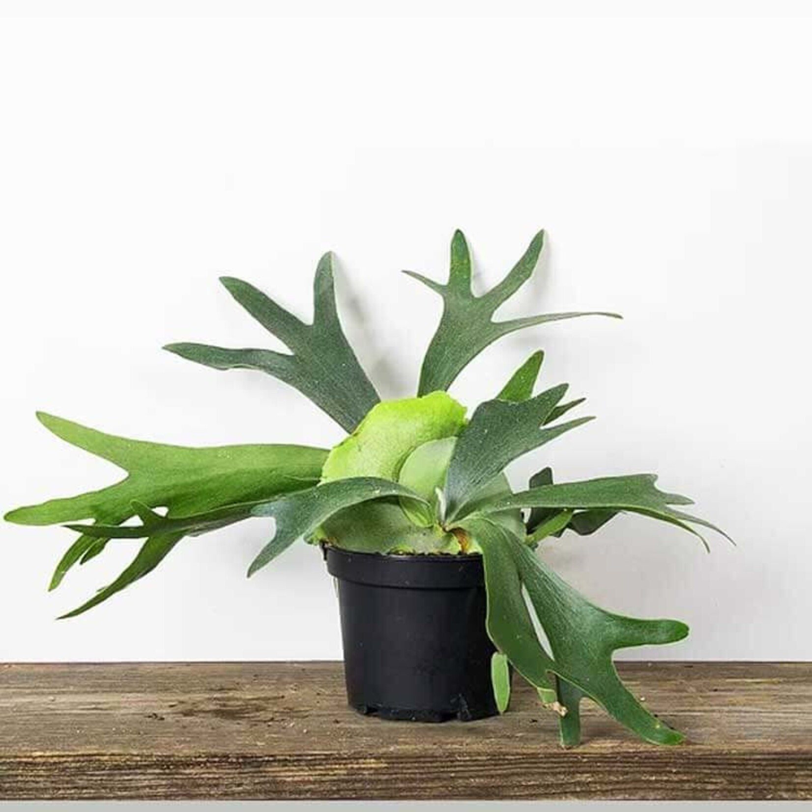 Fern, Staghorn 6 in