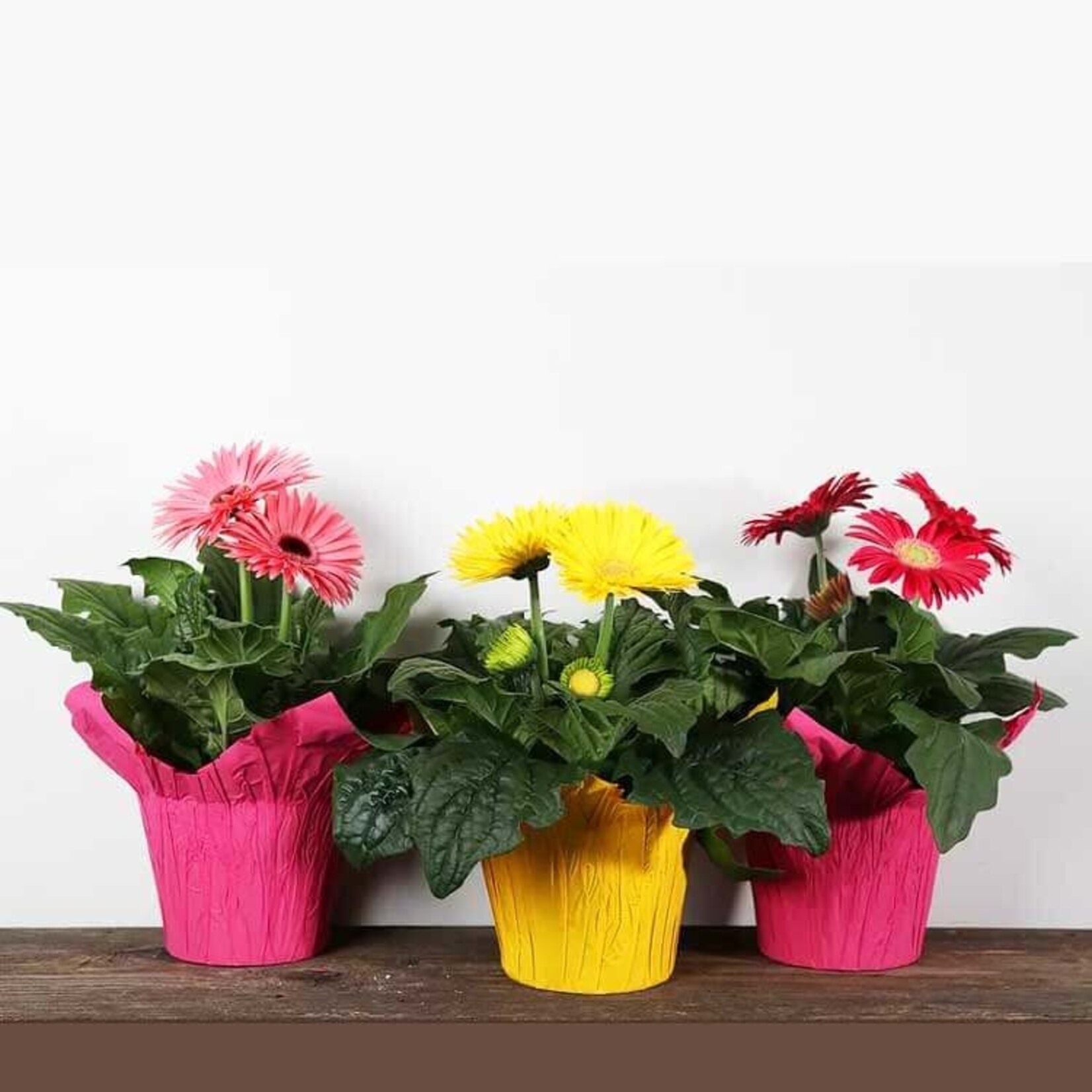 Gerbera, 6 in