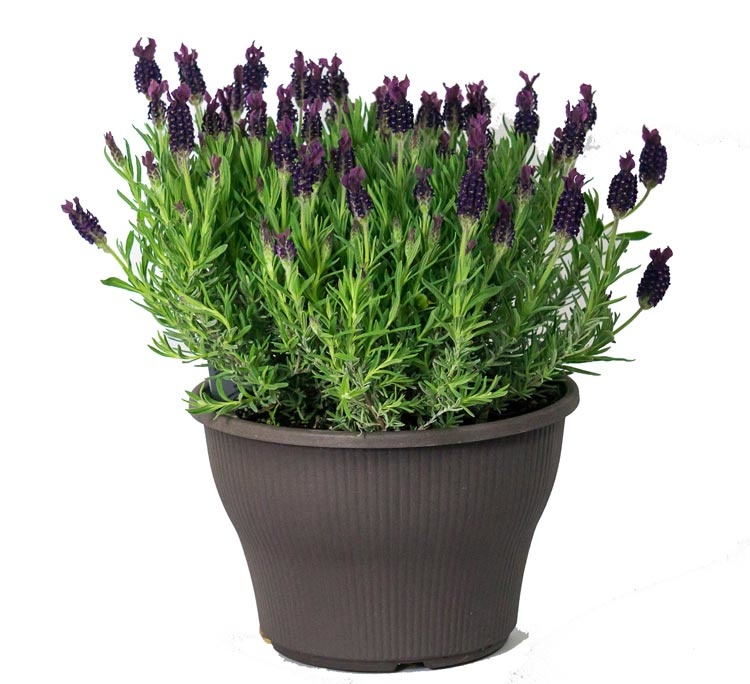 Lavendar Pot Edmonton