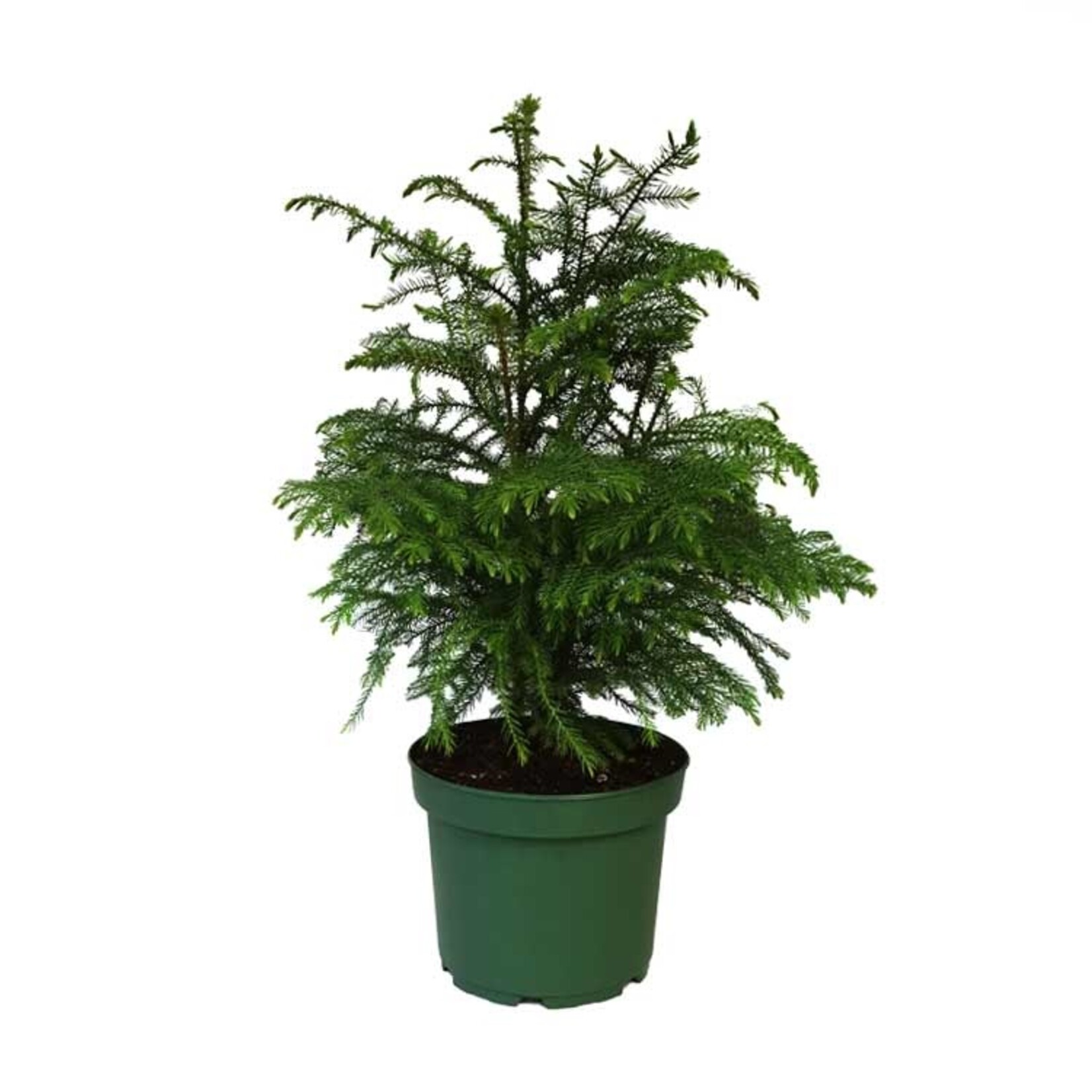 Norfolk Pine, 6 in