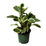 Peperomia, Pepperface 4 in