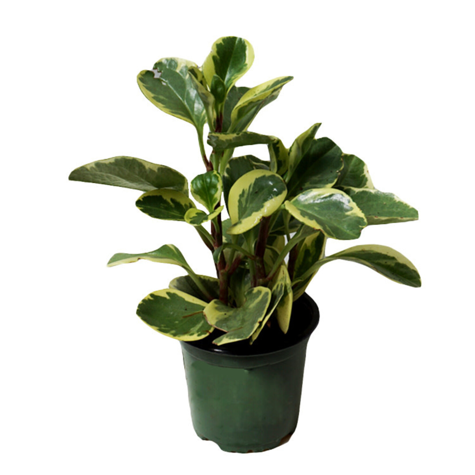 Peperomia, Pepperface 4 in