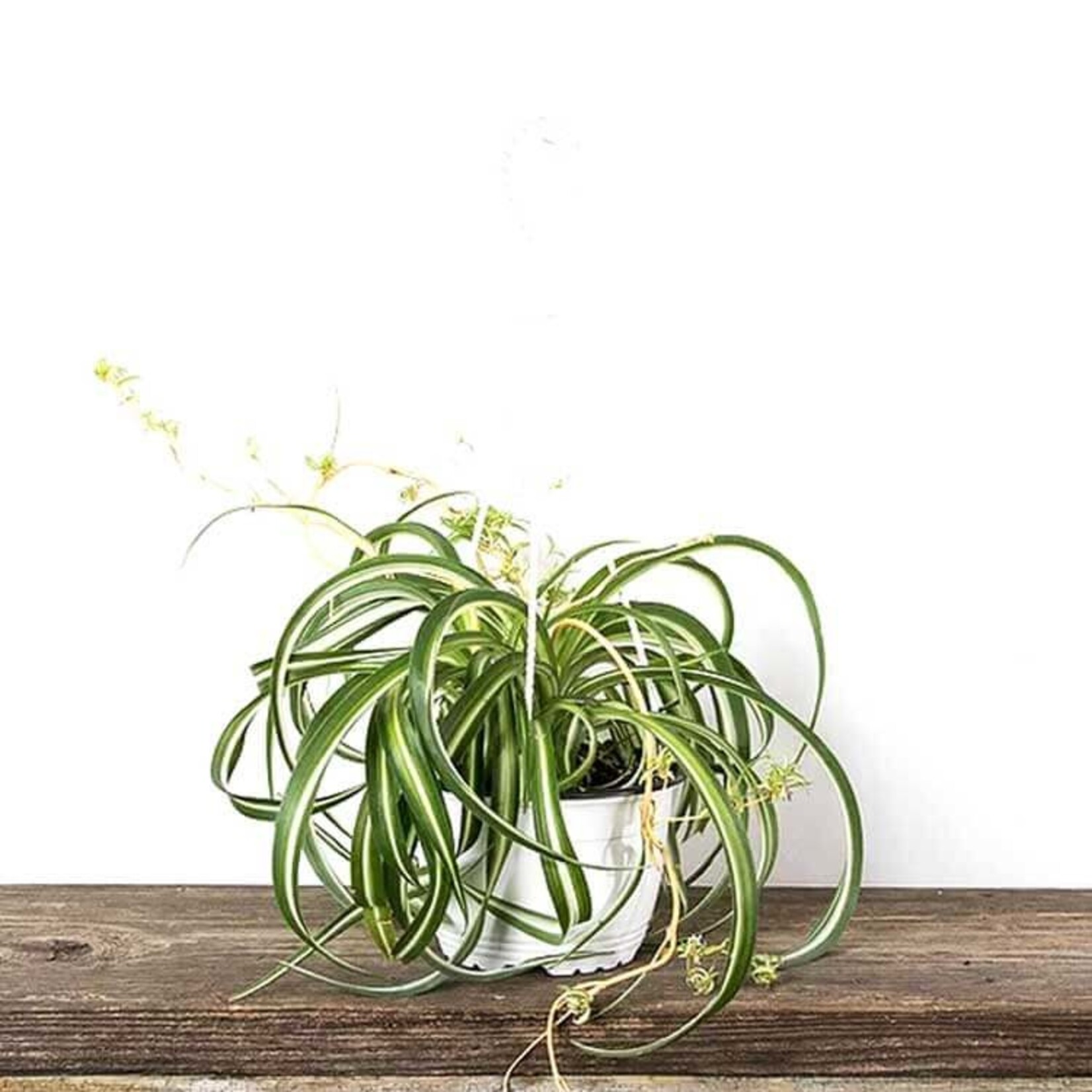 Spider Plant, Hanging Basket 8 in