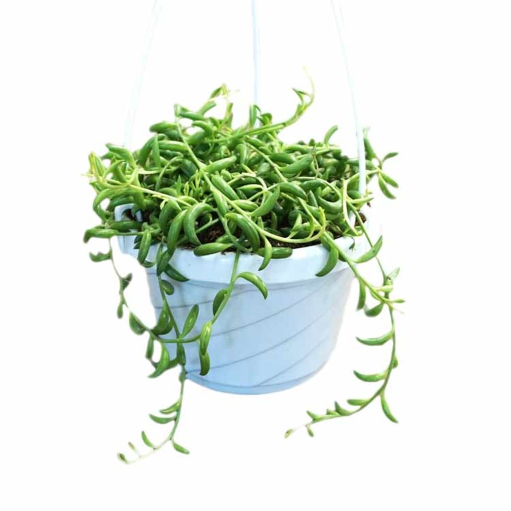 String of Beans, HB 6 in