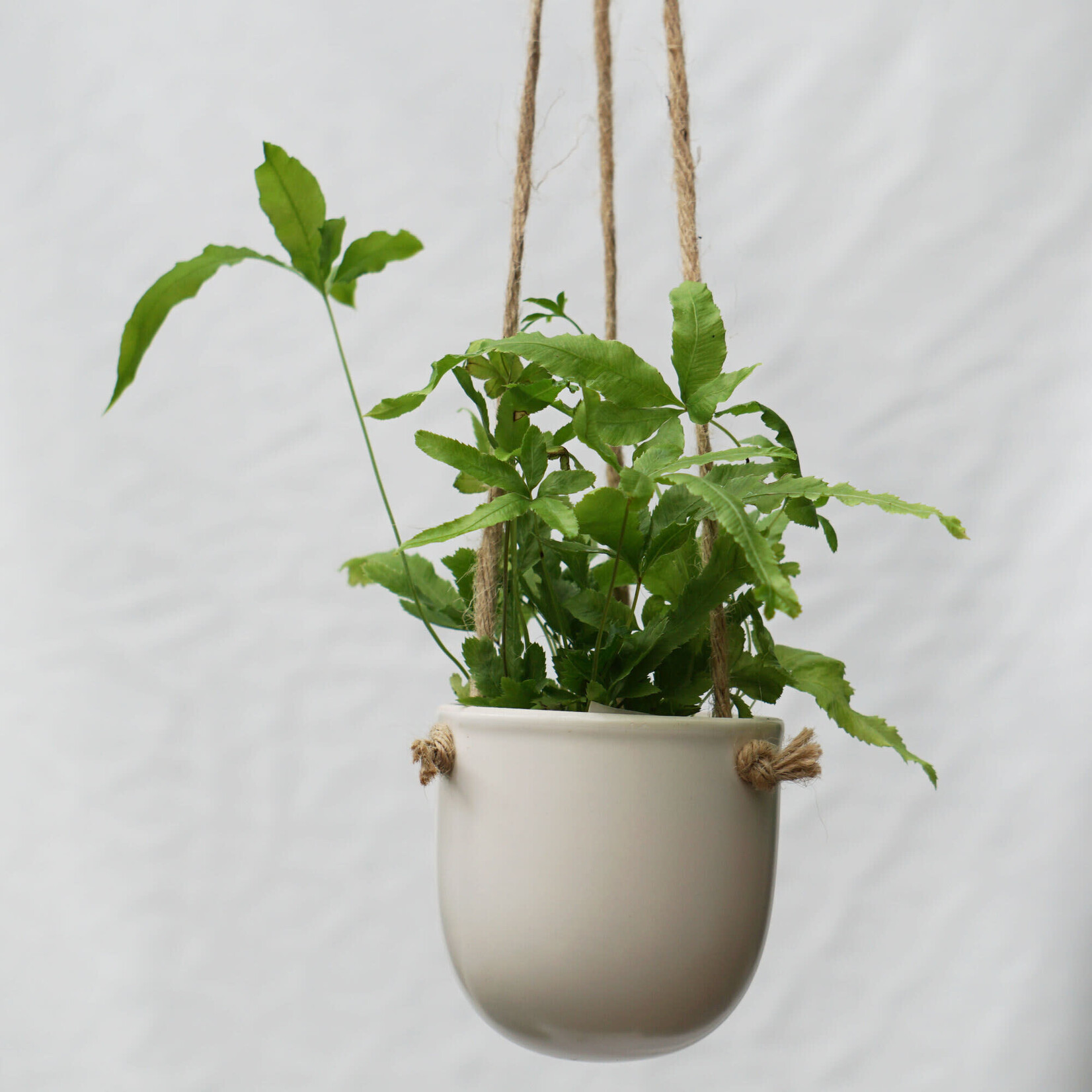 Potcover, Hanging  White 3 in