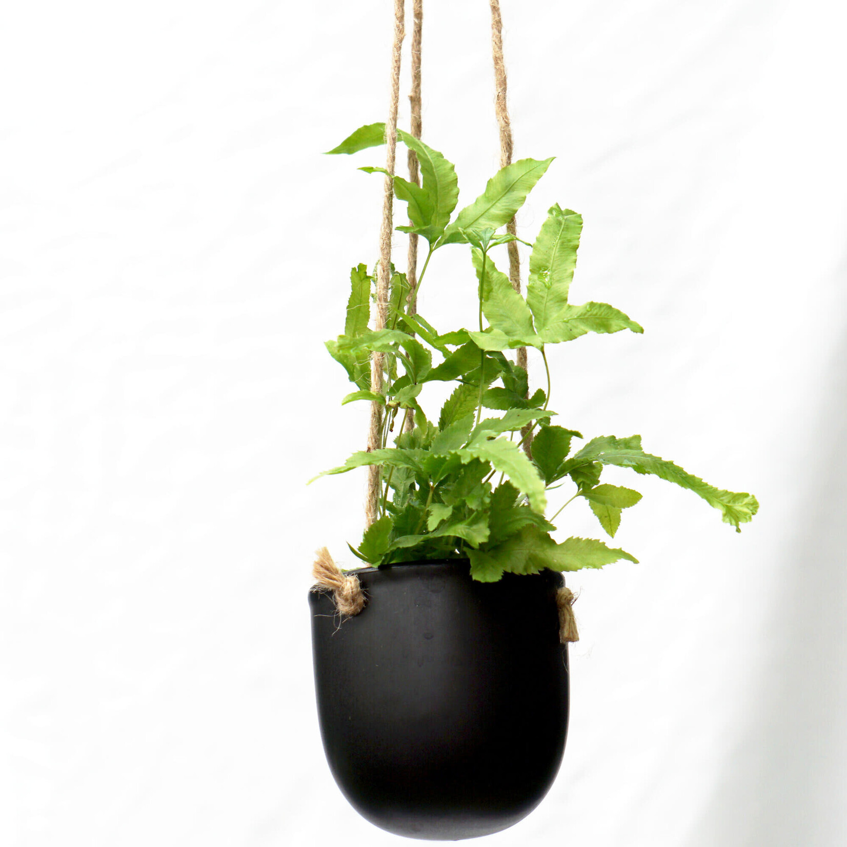 Potcover, Hanging  Black 3 in
