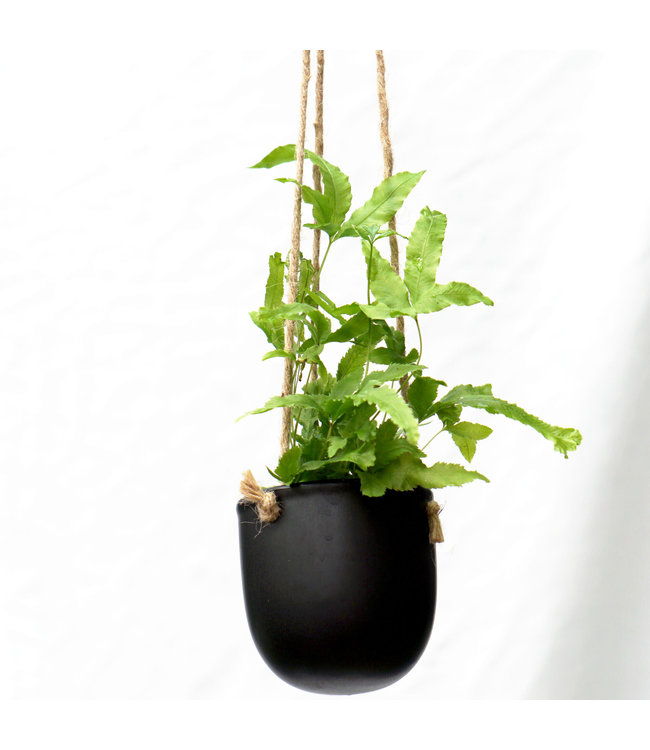 Potcover, Hanging  Black 3 in