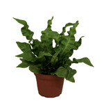 Fern, Crispy Wave 4 in