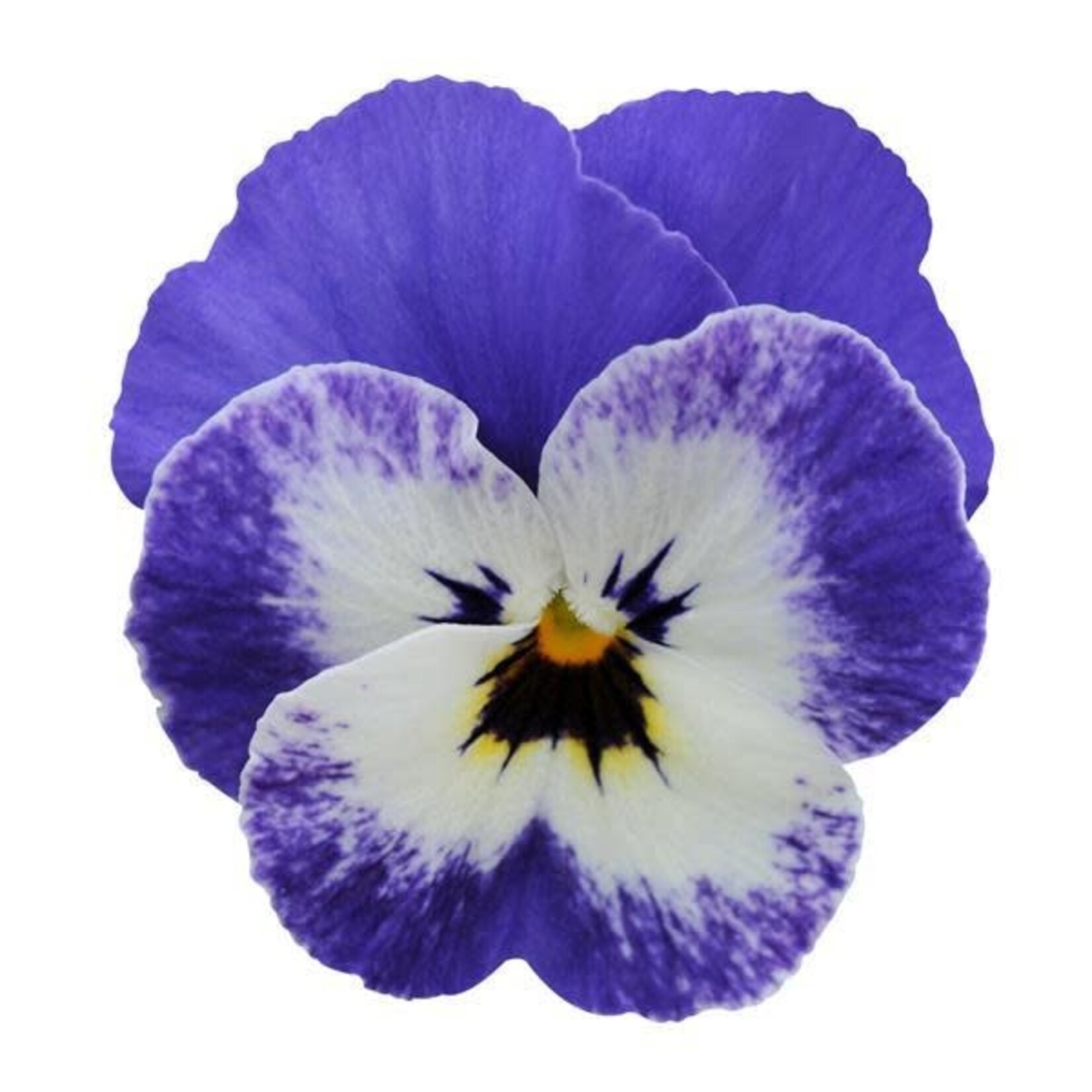 Viola, Sorbet XP Delft Blue 4 in
