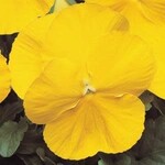 Pansy, Matrix Yellow 6-pak