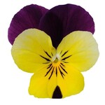 Viola, Sorbet XP Yellow Jump Up 6-pak