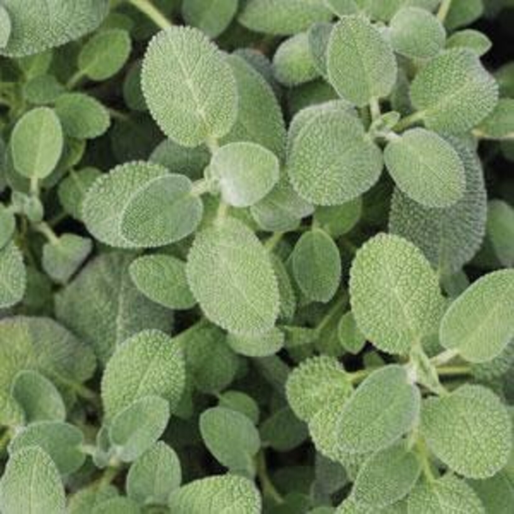 Herb, Sage Berggarten 4 in