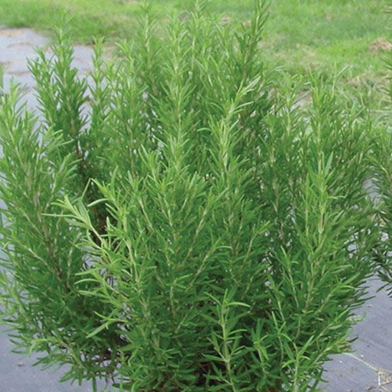 Herb, Rosemary BBQ 4 in