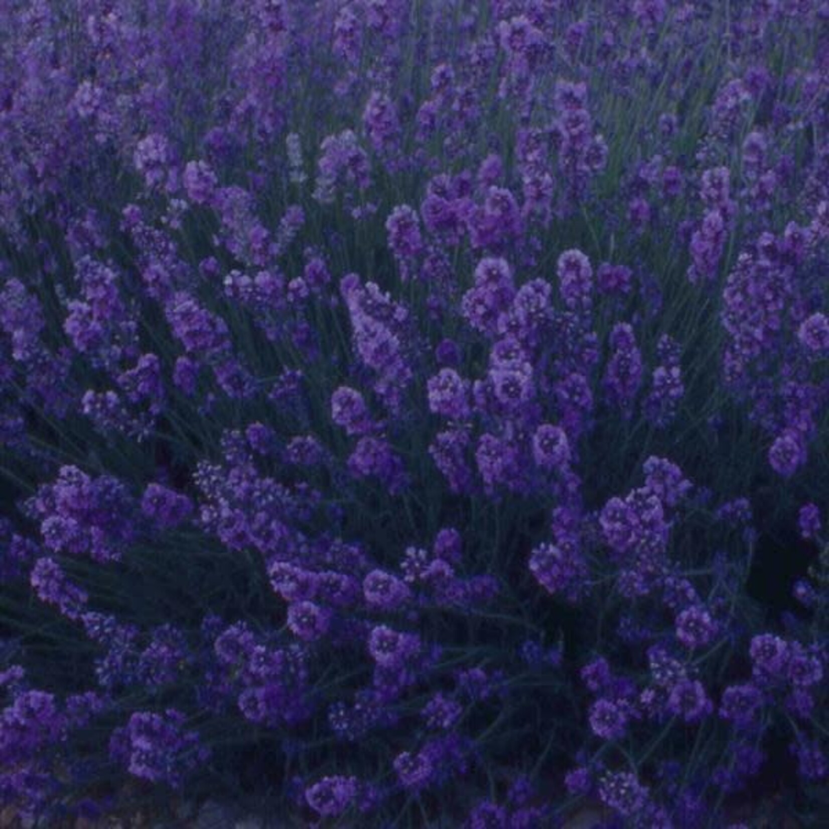 Herb, Lavender Munstead 4 in