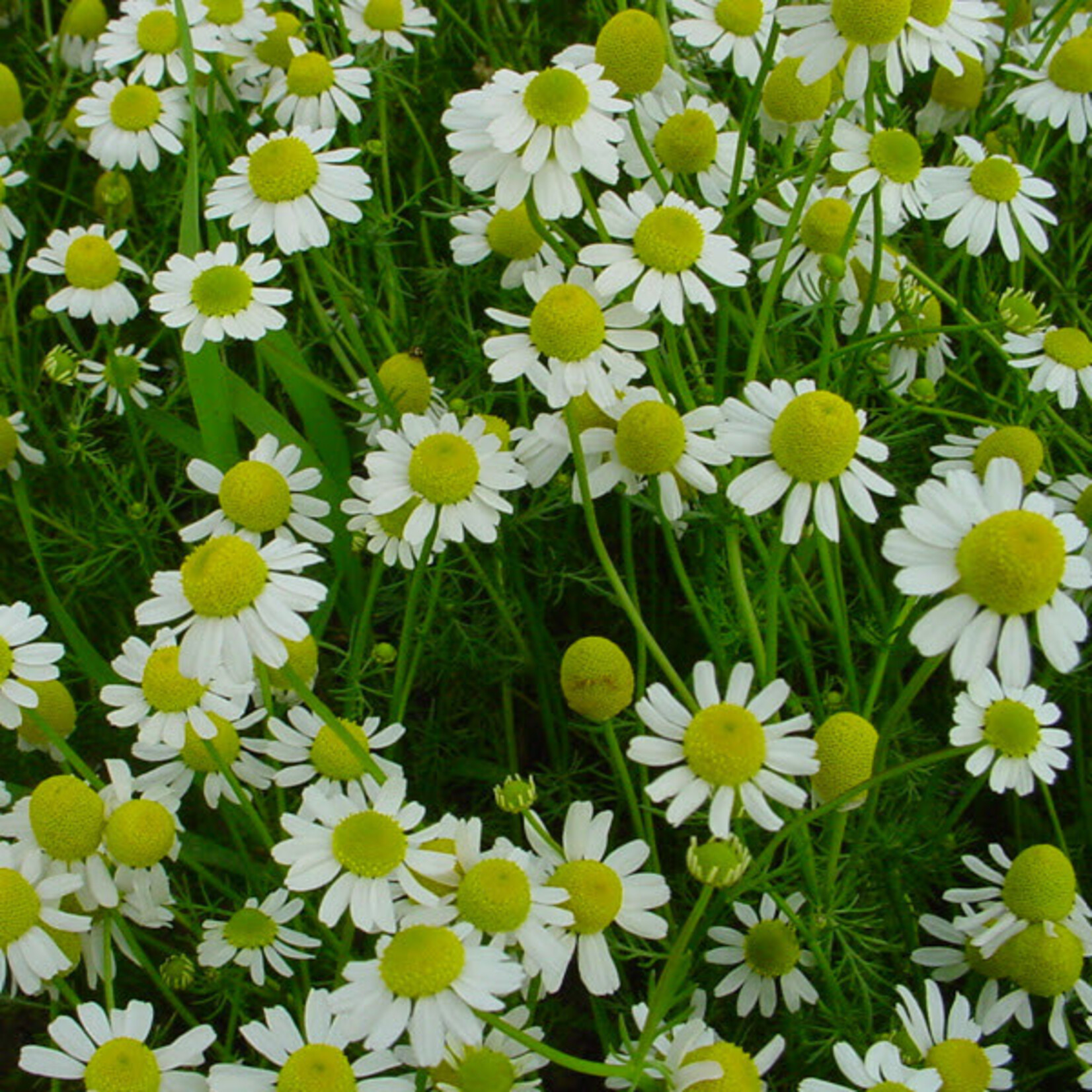 Herb, Chamomile German 4 in