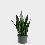 Snake Plant, 6"