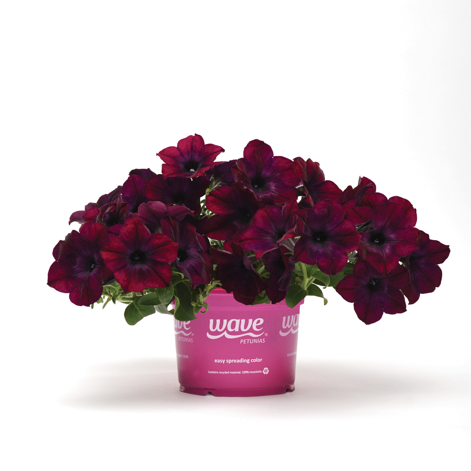 Petunia, Easy Wave Burgundy Velour 4 in