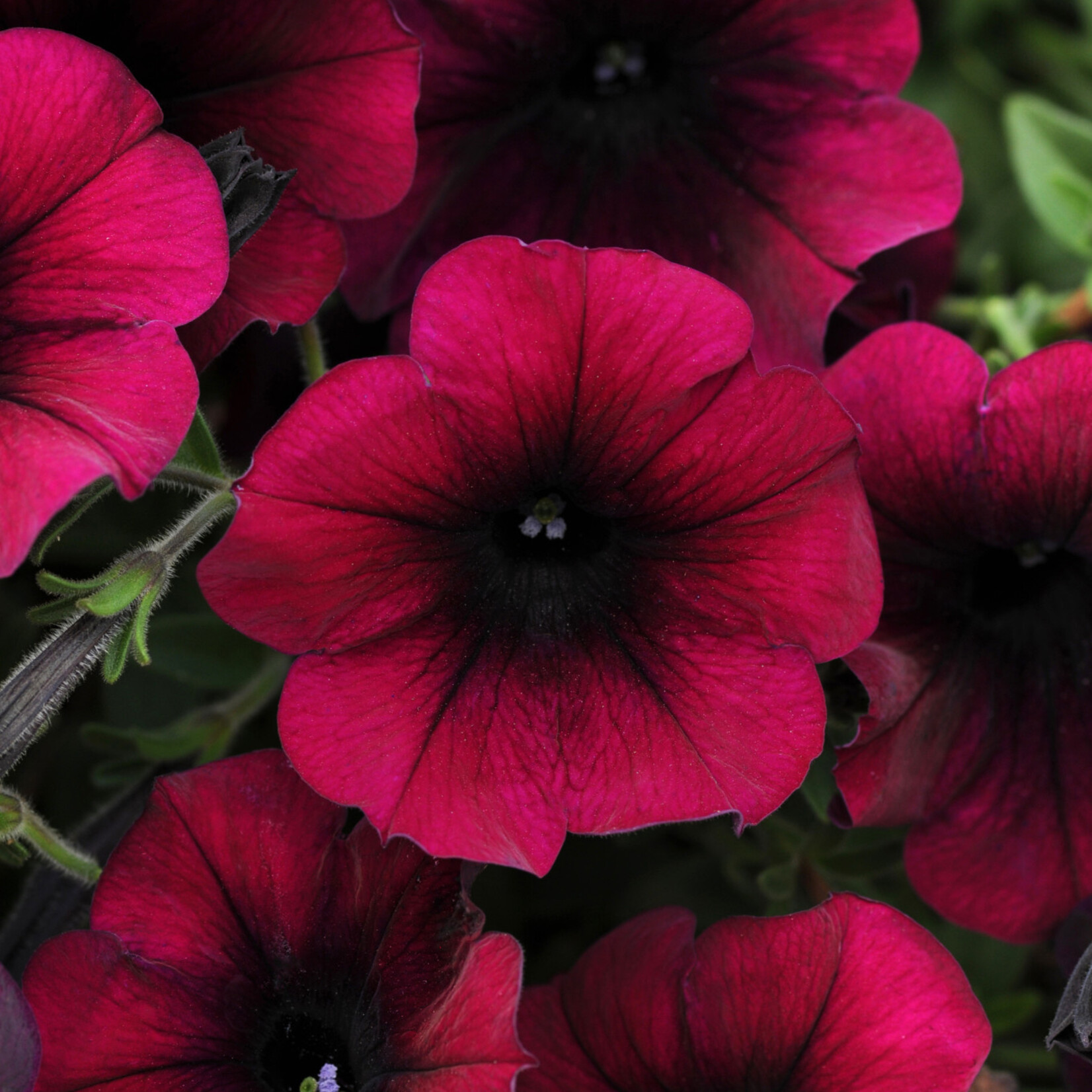 Petunia, Easy Wave Burgundy Velour 4 in