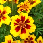 Marigold, French Disco Marietta 6-pak