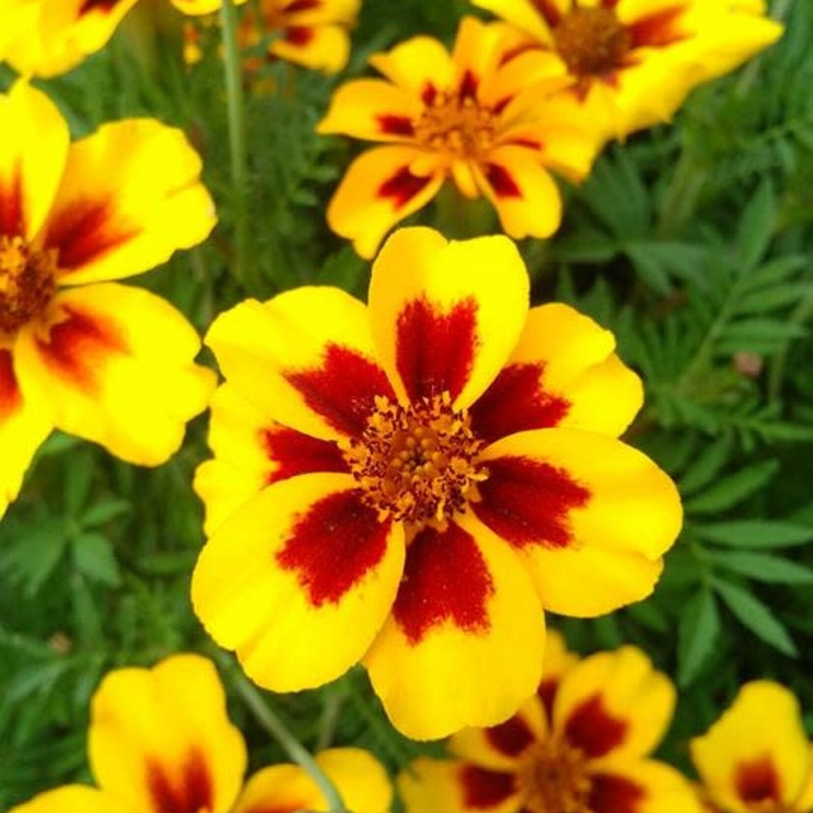 Marigold, French Disco Marietta 6-pak