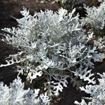 Dusty Miller, Silverdust 4 in