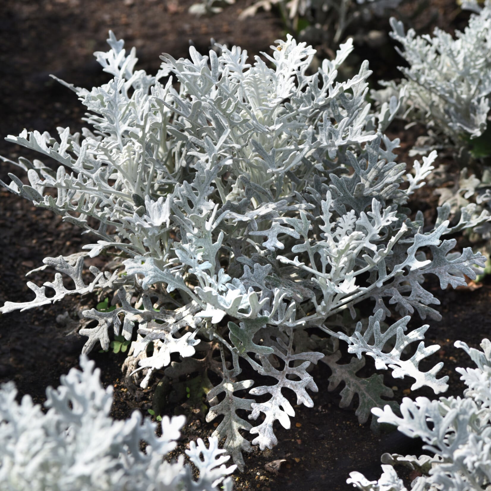 Dusty Miller, Silverdust 4 in
