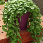 Dichondra, Emerald Falls 4 in