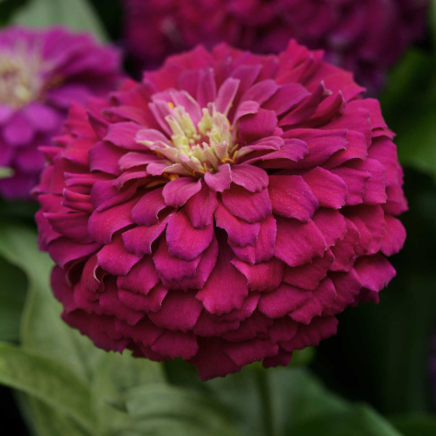 Zinnia, Zesty Purple 1G