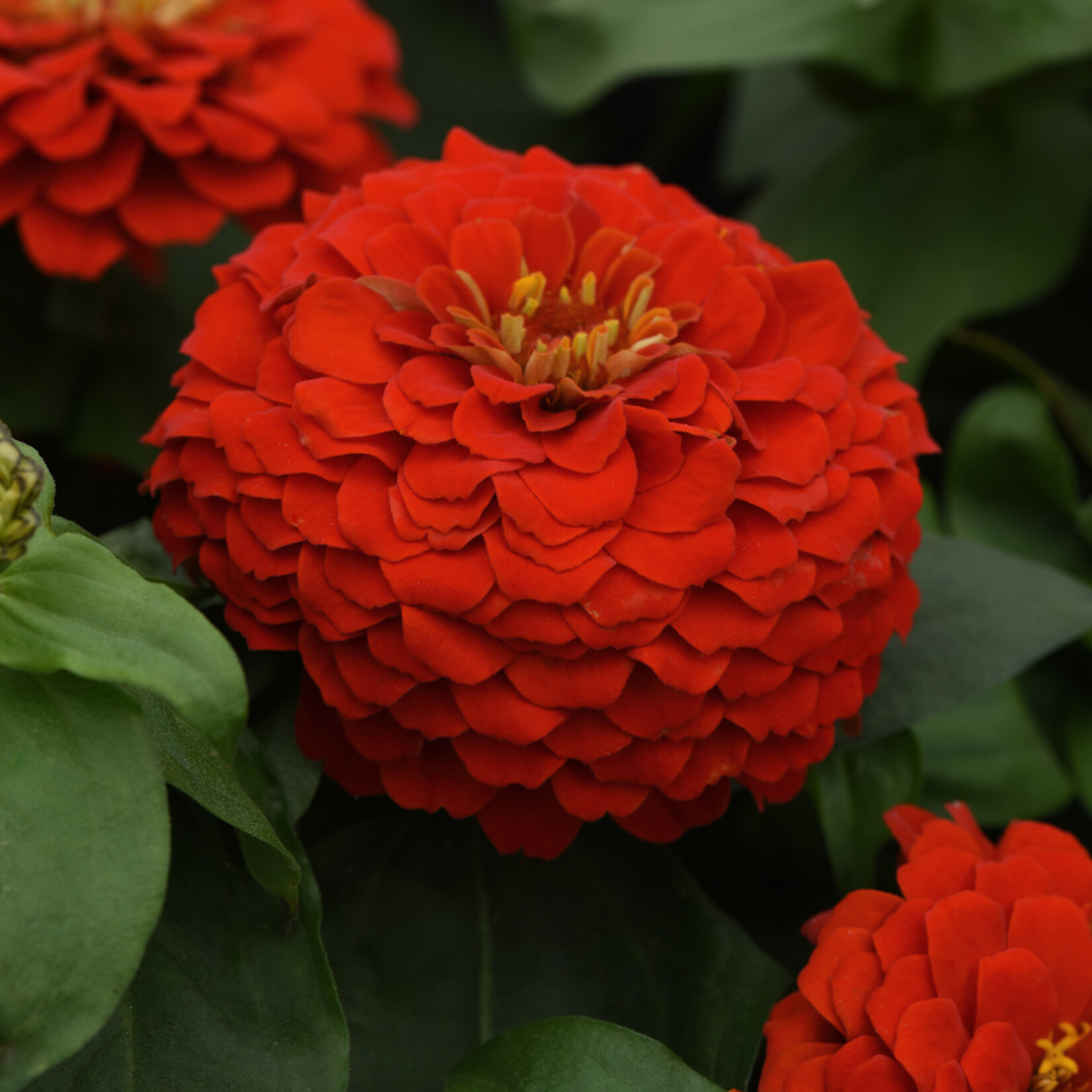 Zinnia, Zesty Scarlet 1G