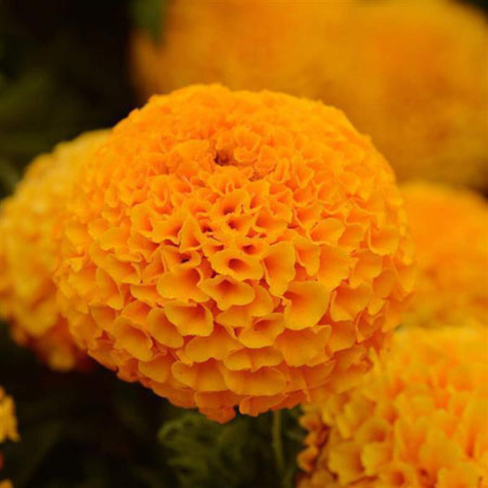 Marigold, African- Taishan Orange 6-pak