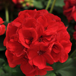 Geranium, Red & Scarlet Zonal 4 in