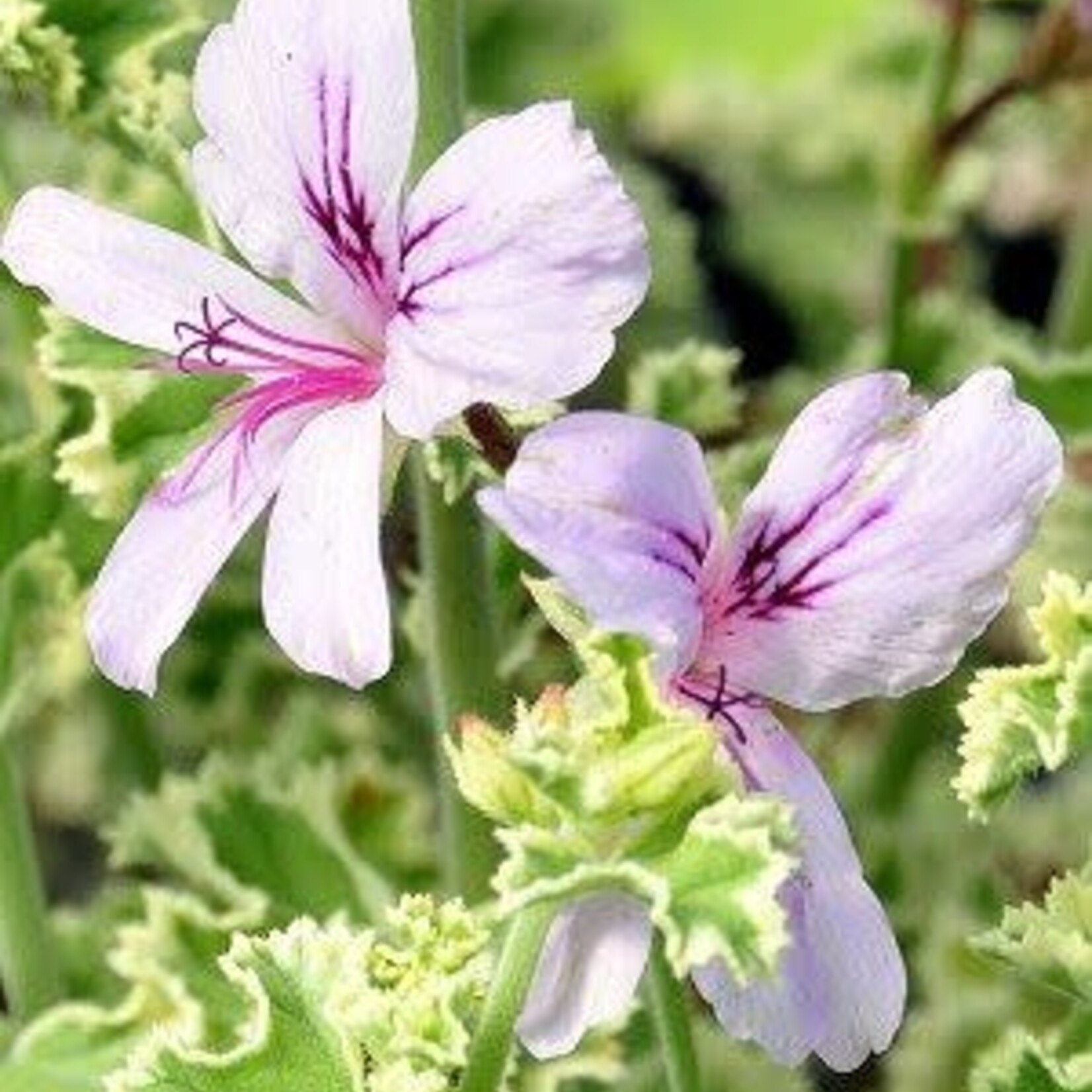 Geranium Scented, Lemona 4 in