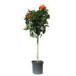 Hibiscus, Standard 3G