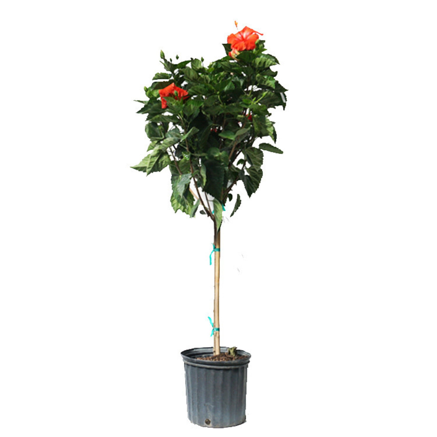 Hibiscus, Standard 3G