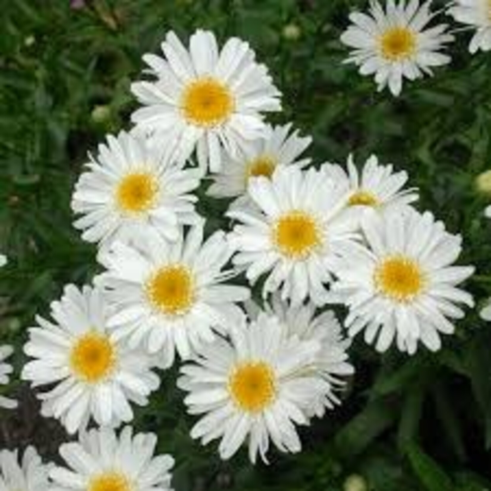Shasta Daisy, White 1G