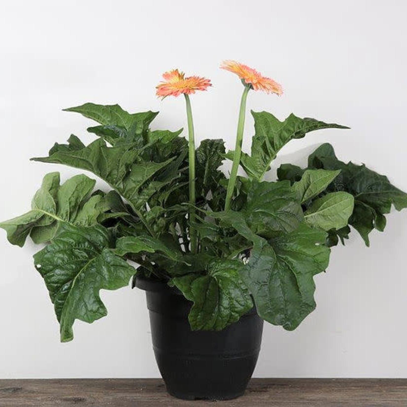 Gerbera, Patio 10 in