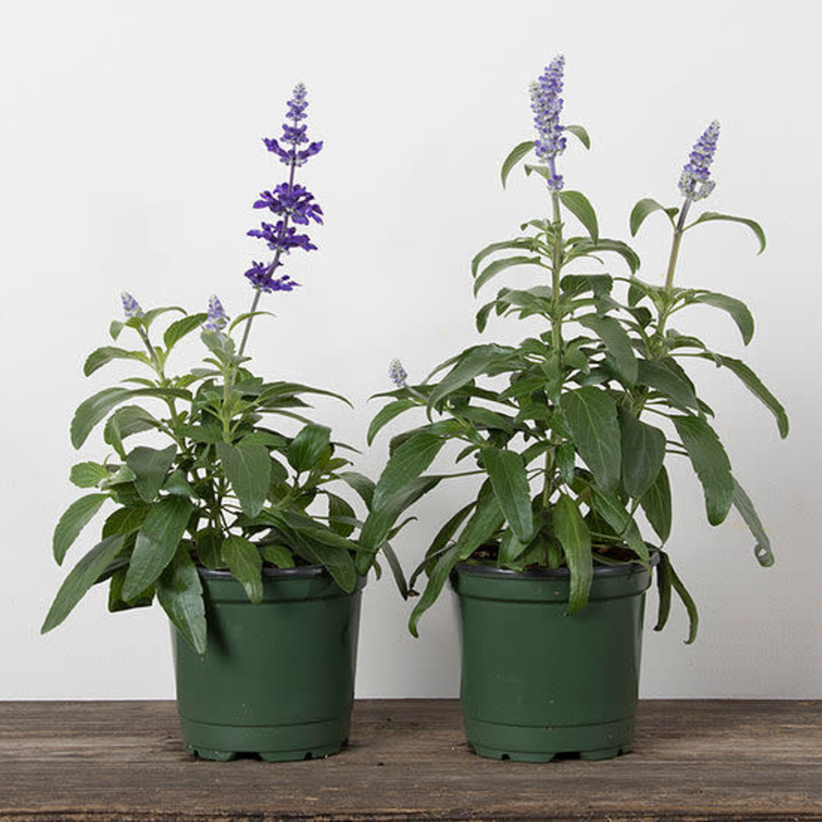 Salvia, Blue 4 in