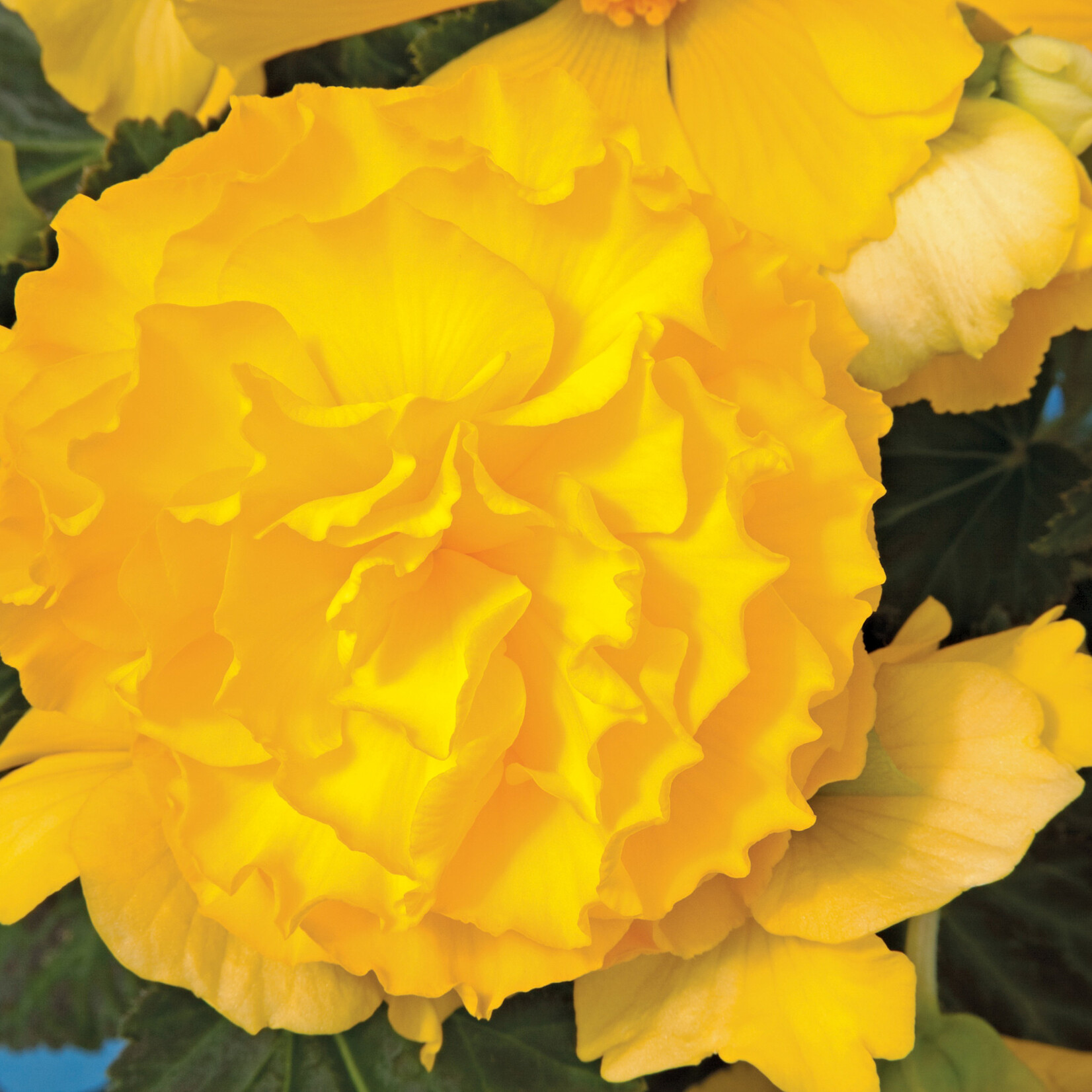 Begonia, Nonstop Yellow 4 in