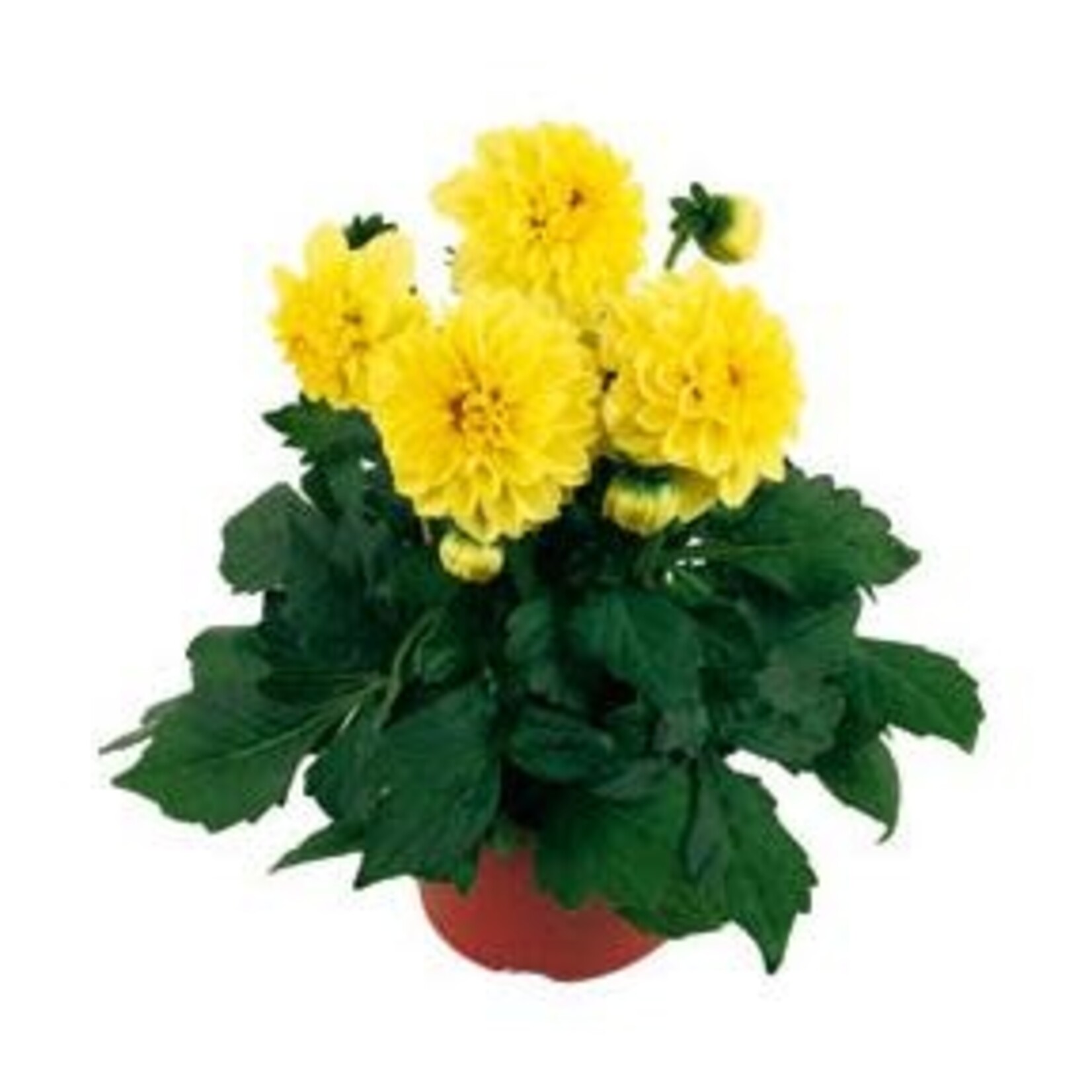 Dahlia, Dahlinova Montana 4 in