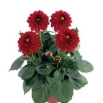 Dahlia, Dahlinova Oregon 4 in