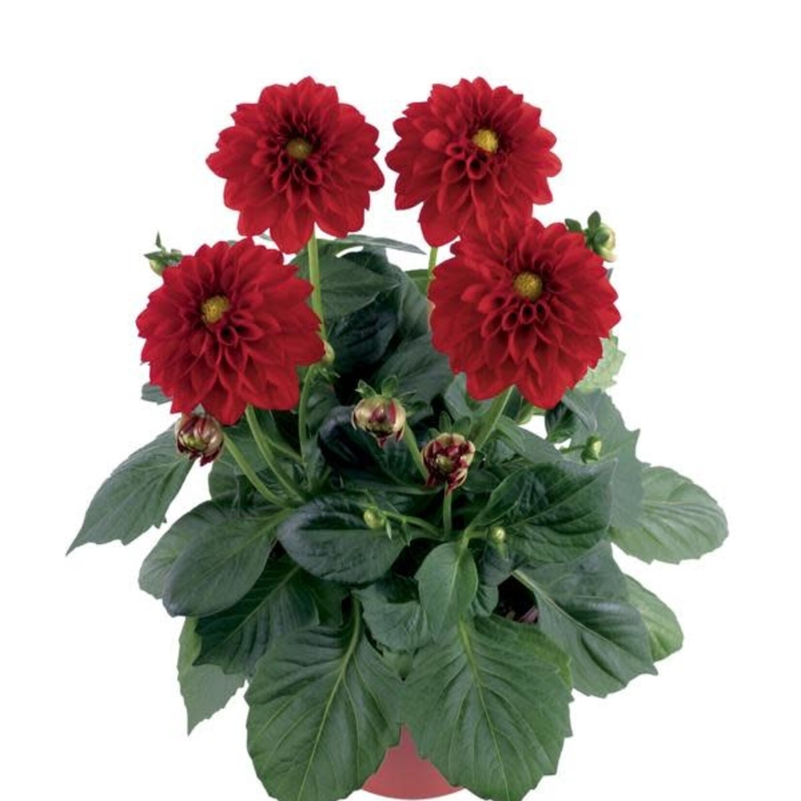 Dahlia, Dahlinova Oregon 4 in