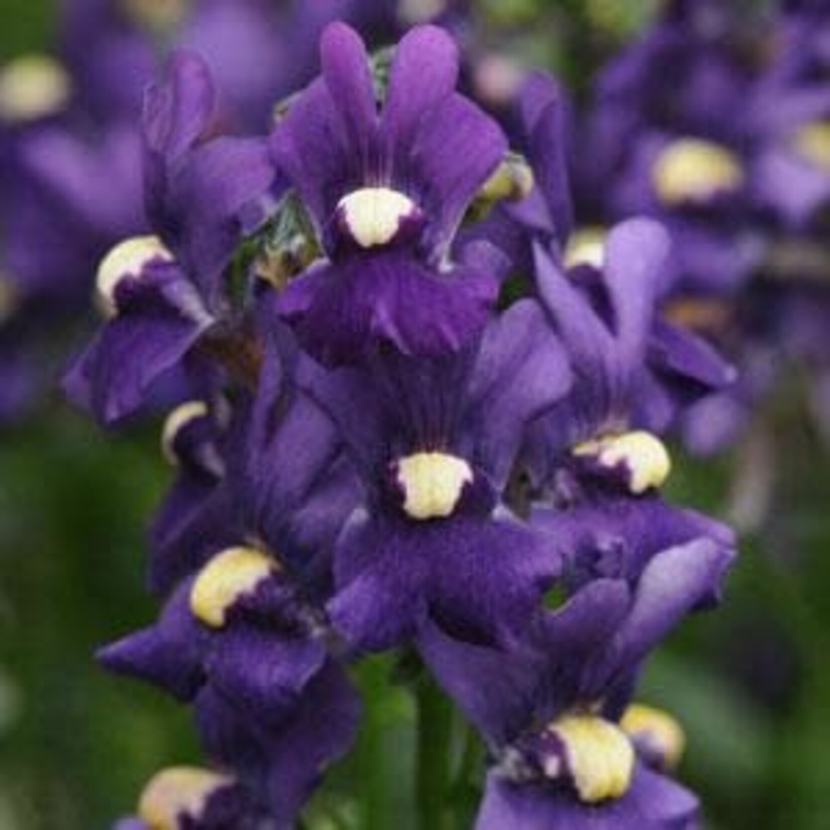 Nemesia, Aromatica Royal Blue 4 in