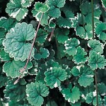 Glechoma Hederacea, Creeping Charlie Variegated 4 in