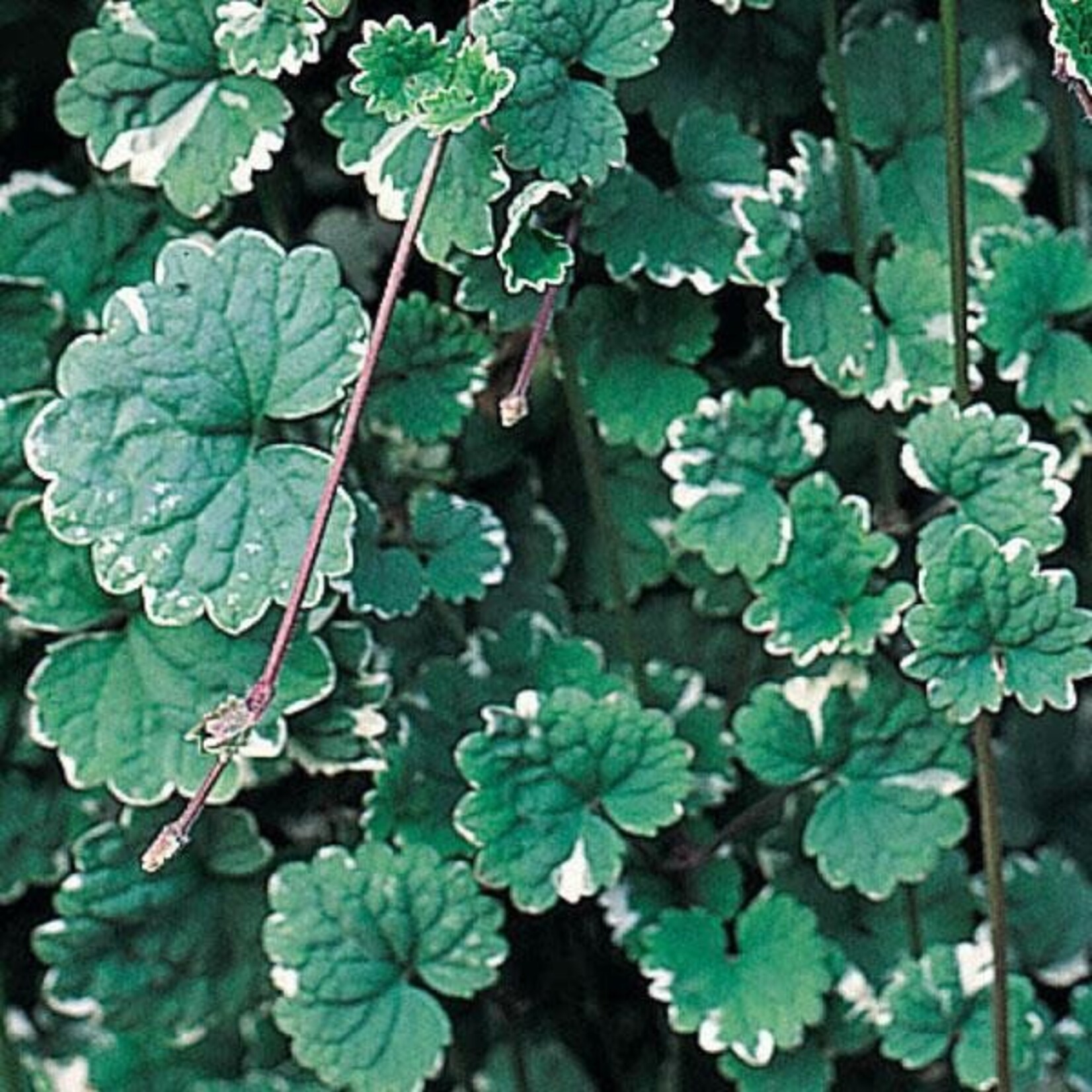 Glechoma Hederacea, Creeping Charlie Variegated 4 in