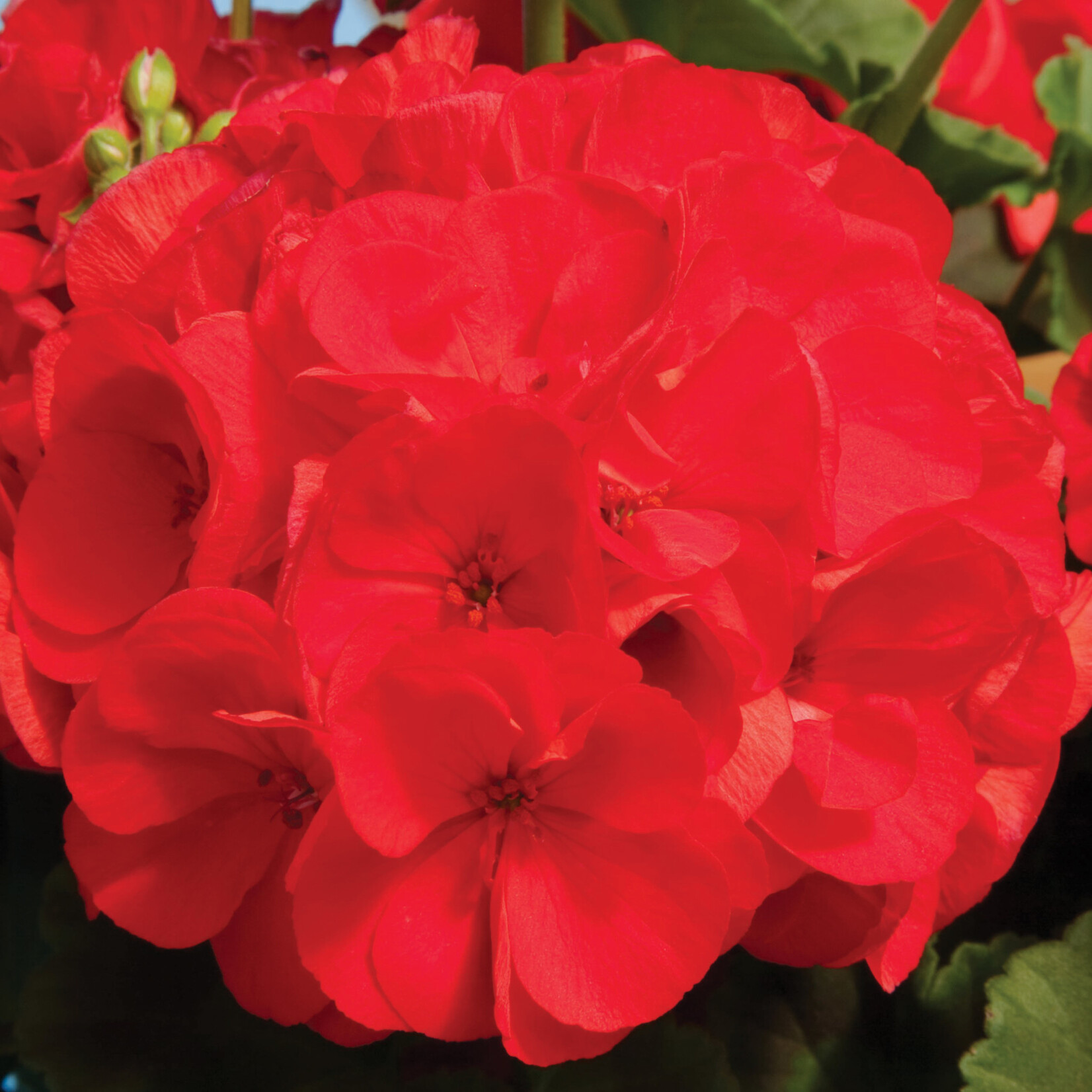 Geranium, Red & Scarlet Zonal 6 in