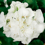Geranium, White Zonal 6 in