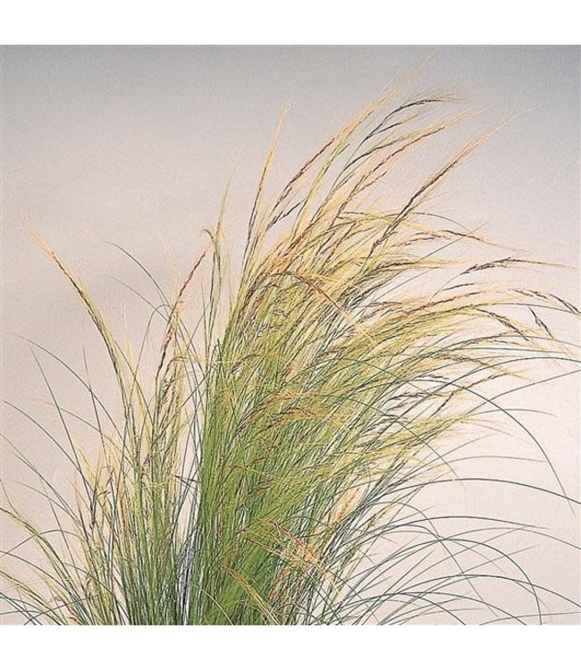 Stipa, Pony Tails Mexican Feather Grass 6 in