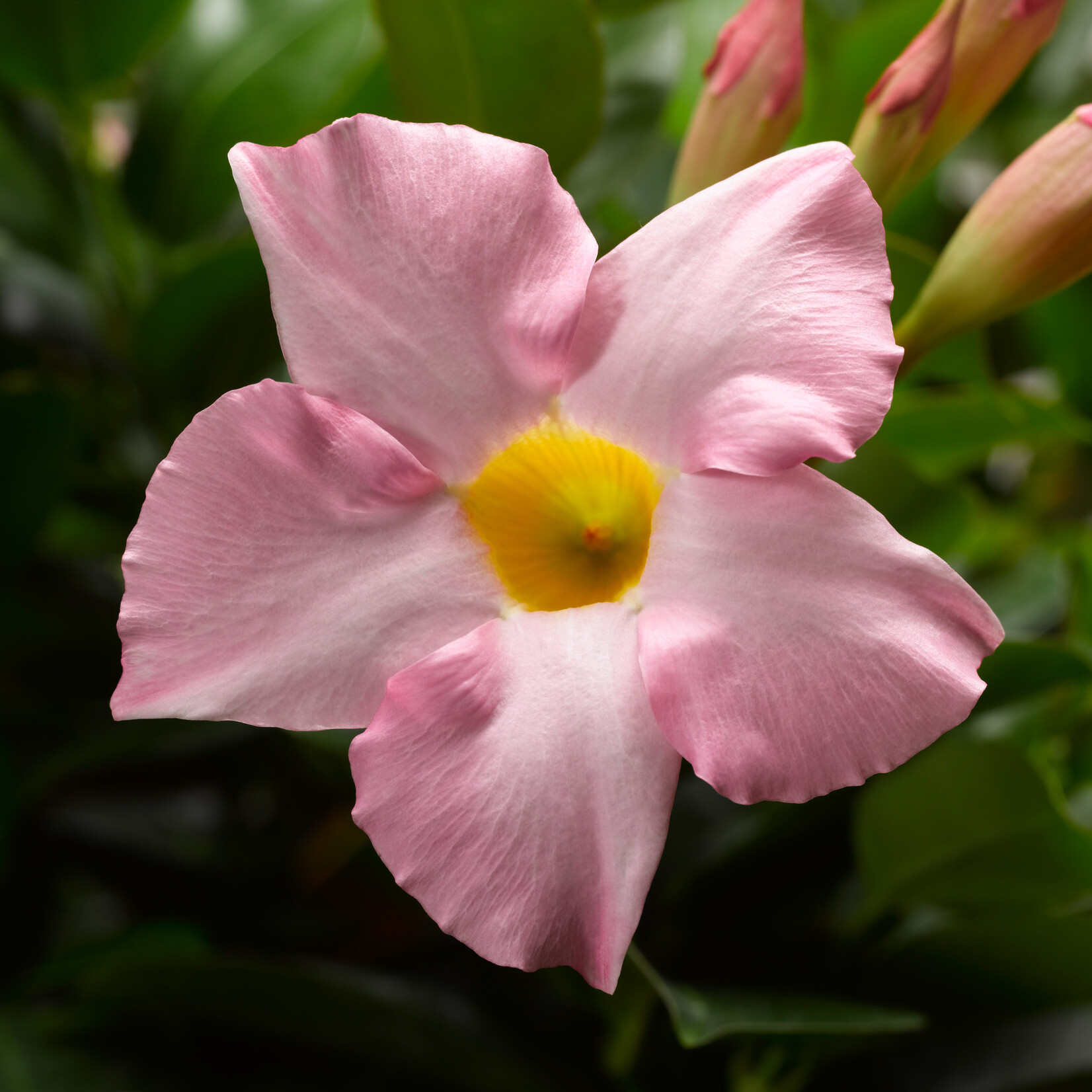 Mandevilla, Madinia Pink 6 in