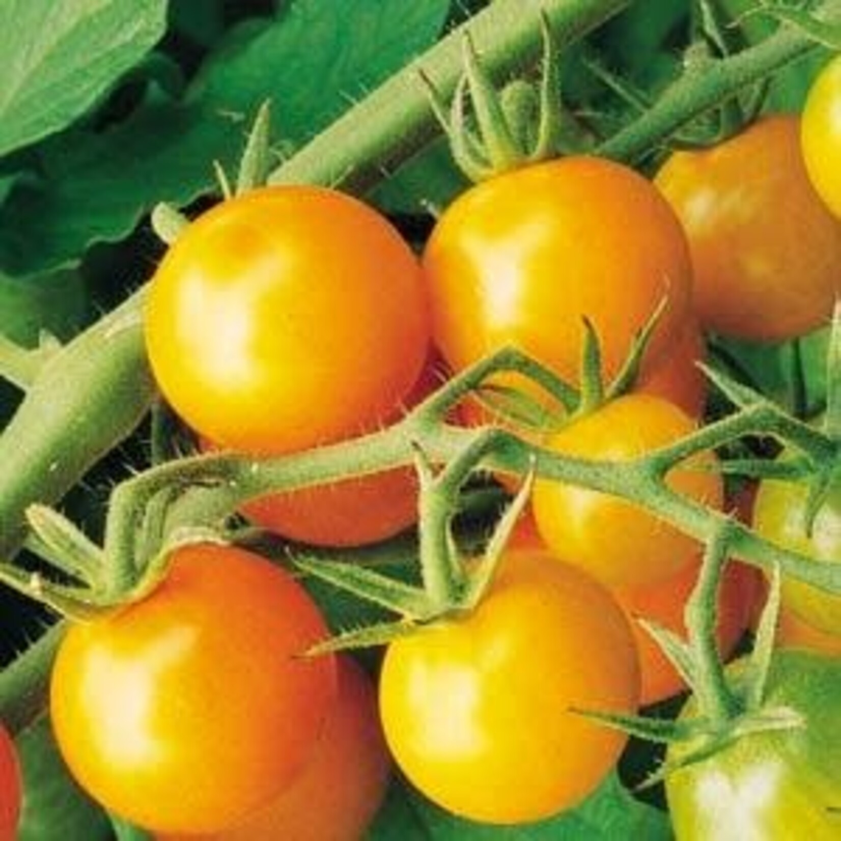 Tomato, Sungold 4 in