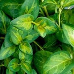 Vinca Vine, Variegated 4 in